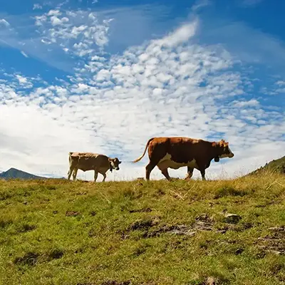Scoprilo Vivilo Gerola Alta Alpeggi Parco delle Orobie Valtellinesi Immagine in evidenza